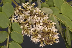 Dalbergia lanceolaria